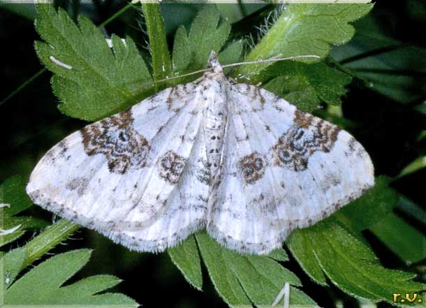  Xanthorhoe montanata  Geometridae 