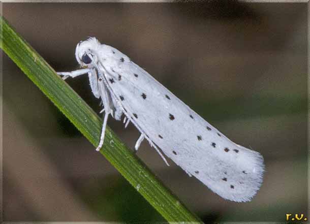 Tignola del melo Yponomeuta malinellus  Yponomeutidae 