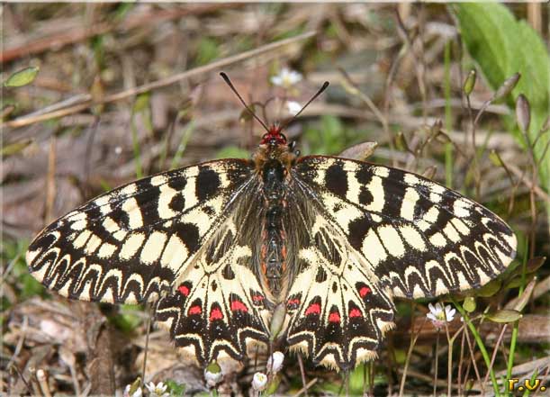 Polissena Zerynthia polyxena  Papilionidae 