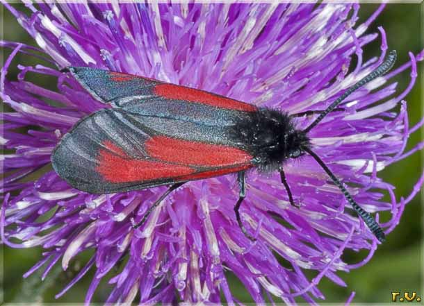  Zygaena brizae  Zygaenidae 