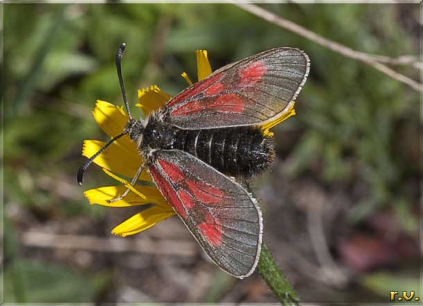  Zygaena exulans  Zygaenidae 