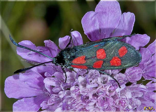  Zygaena filipendulae  Zygaenidae 
