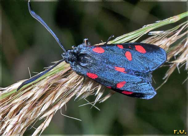  Zygaena lonicerae  Zygaenidae 