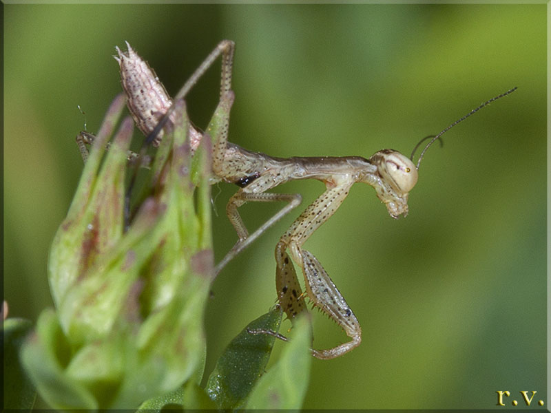  Ameles spallanzania  Mantidae 