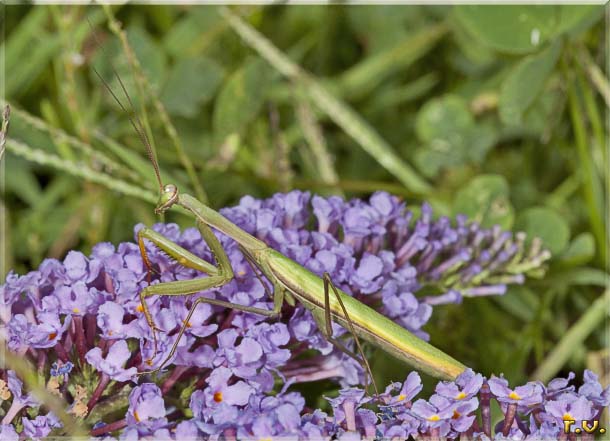 mantide religiosa Mantis religiosa  Mantidae 