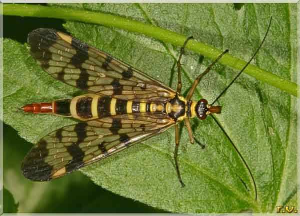 Mosca scorpione Panorpa communis  Panorpidae 