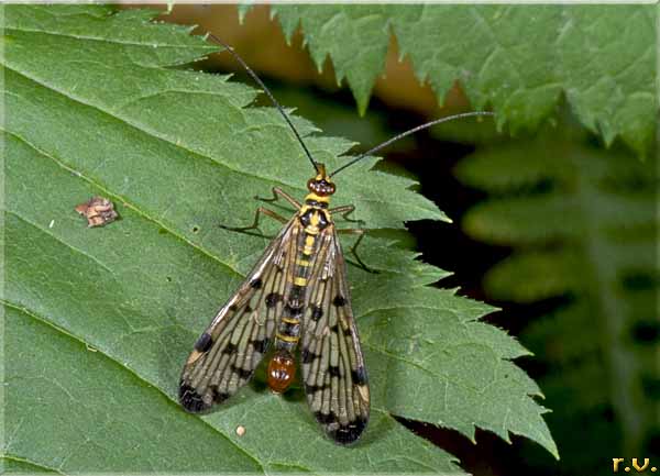  Panorpa germanica  Panorpidae 