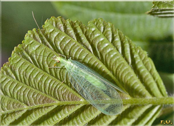  Chrysopa formosa  Chrysopidae 