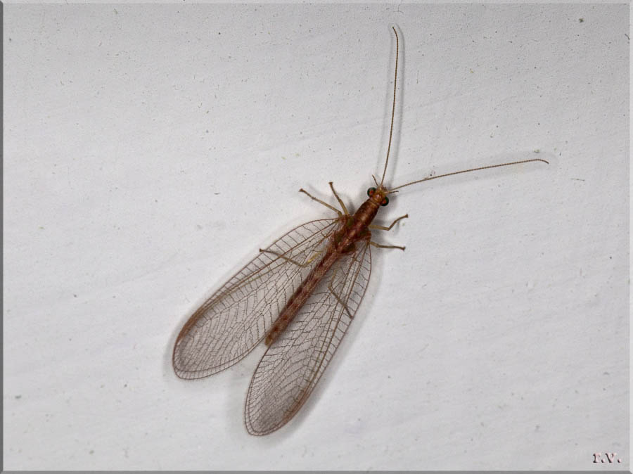  Chrysoperla carnea  Chrysopidae 