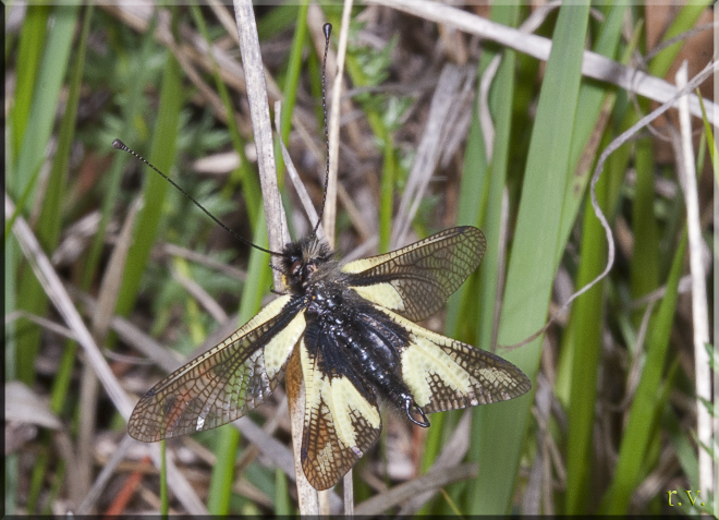  Libelloides coccajus  Ascalaphidae 