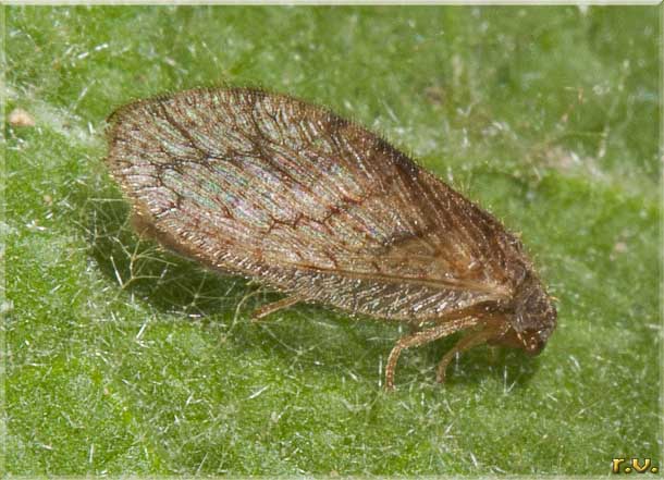  Micromus posticus  Hemerobiidae 