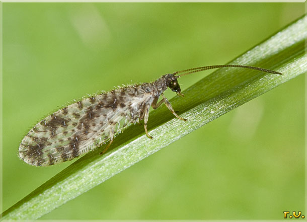  Micromus variegatus  Hemerobiidae 