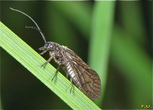  Sialis lutaria  Sialidae 