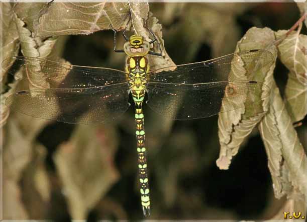  Aeshna cyanea  Aeshnidae 