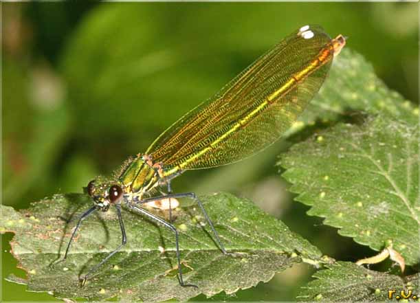 Agrion virgo  Calopterygidae 