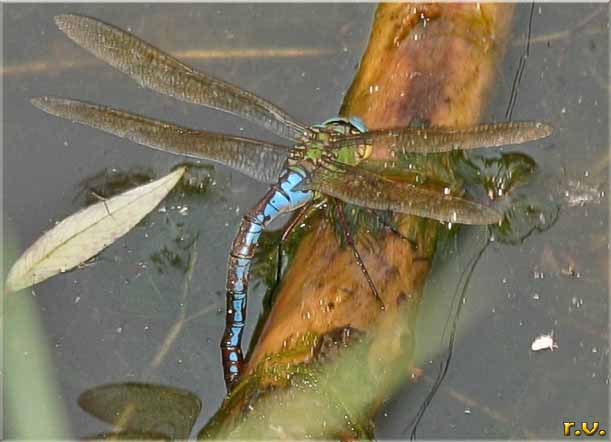  Anax imperator  Aeshnidae 