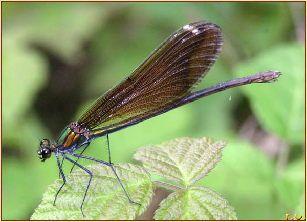  Calopteryx haemorrhoidalis  Calopterygidae 