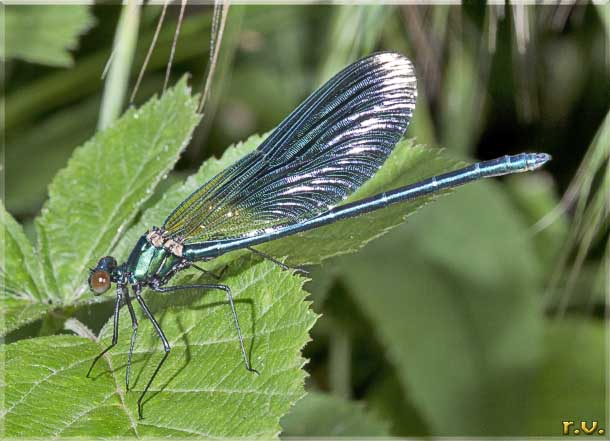  Calopteryx virgo  Calopterygidae 