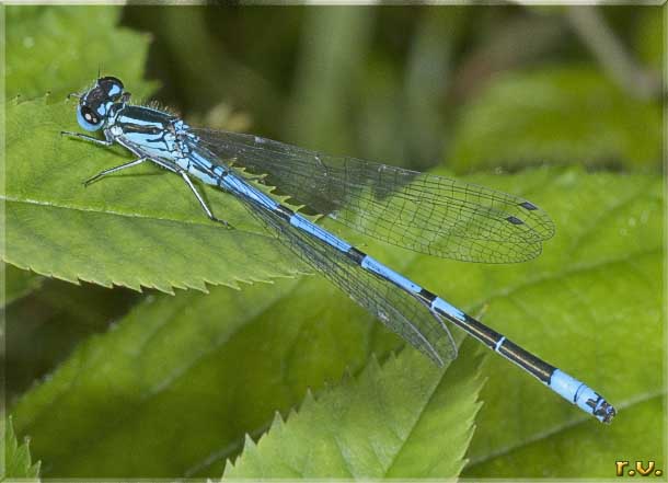  Coenagrion puella  Coenagrionidae 