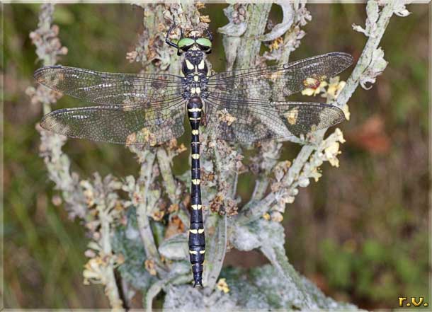  Cordulegaster bidentata  Cordulegastridae 