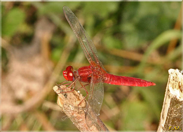  Crocothemis erythraea  Libellulidae 