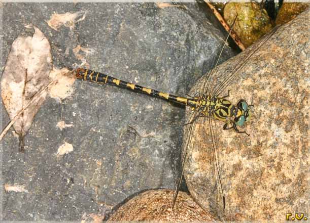  Gomphus flavipes  Gomphidae 