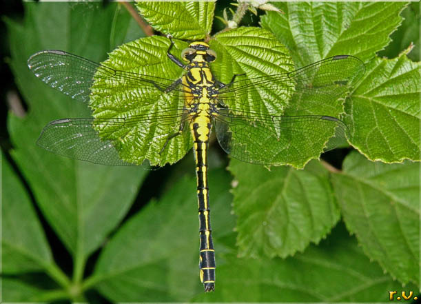 Gomphus vulgatissimus