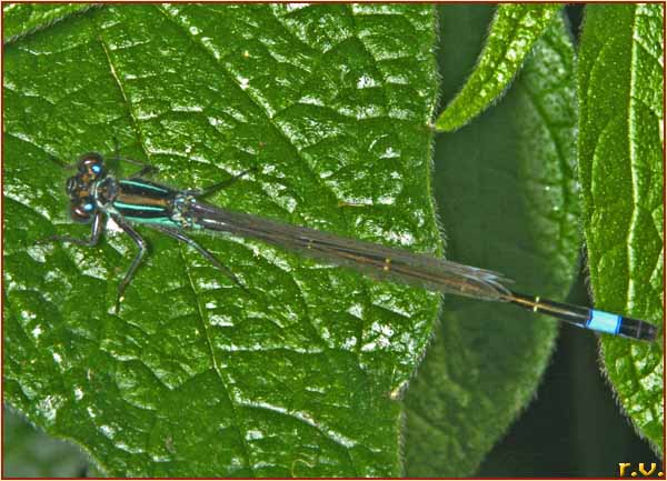  Ischnura elegans  Coenagrionidae 