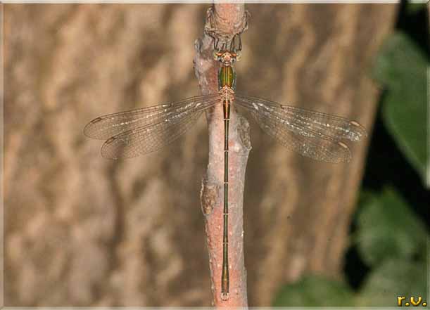  Lestes viridis  Lestidae 