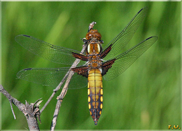  Libellula depressa  Libellulidae 