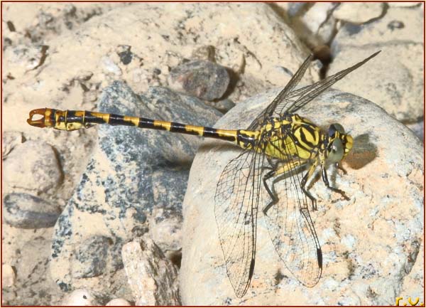  Onychogomphus forcipatus  Gomphidae 