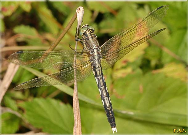 Orthetrum albistylum