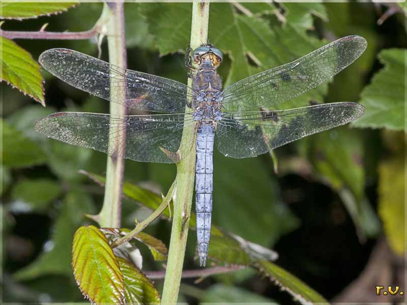  Orthetrum cancellatum  Libellulidae 