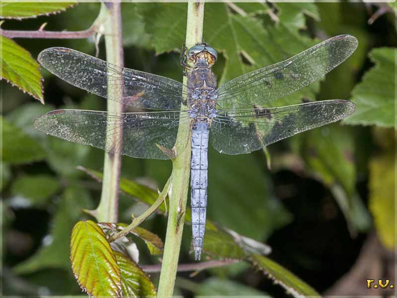 Orthetrum cancellatum