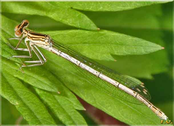  Platycnemis pennipes  Platycnemididae 