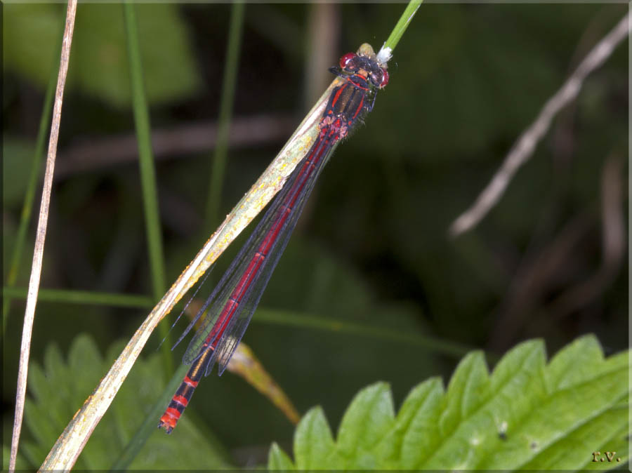  Pyrrhosoma nymphula  Coenagrionidae 