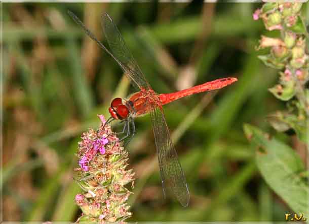  Sympetrum flaveolum  Libellulidae 