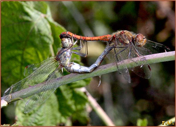  Sympetrum internum  Libellulidae 