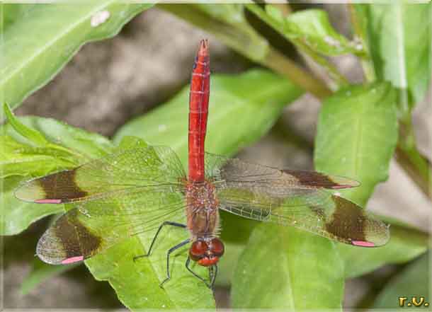  Sympetrum pedemontanum  Libellulidae 