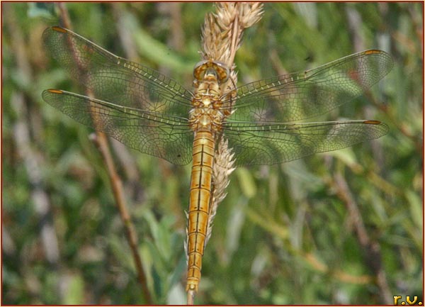  Sympetrum striolatum  Libellulidae 