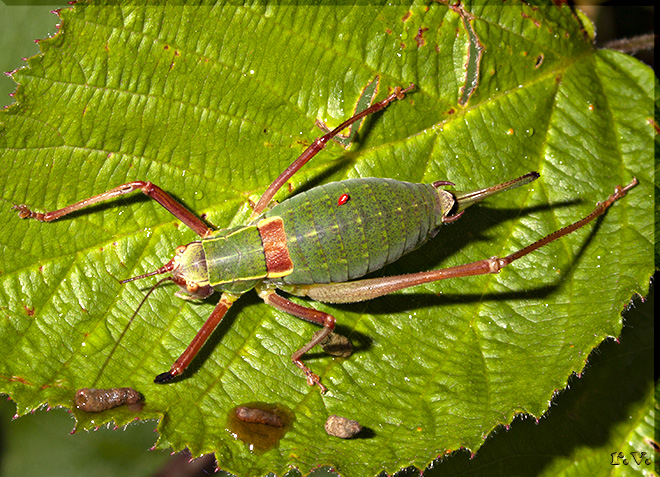  Barbitistes alpinus  Phaneropteridae 