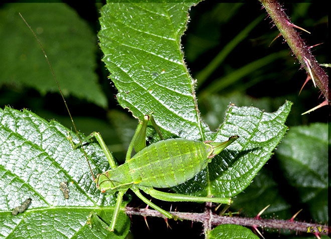  Barbitistes constrictus  Phaneropteridae 