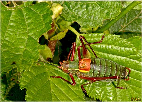 Barbiste delle siepi Barbitistes serricauda  Phaneropteridae 