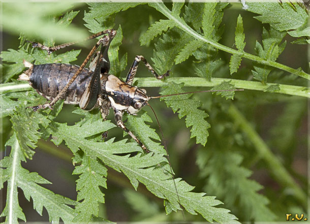 Podisma montana Chopardius pedestris  Tettigonidae 