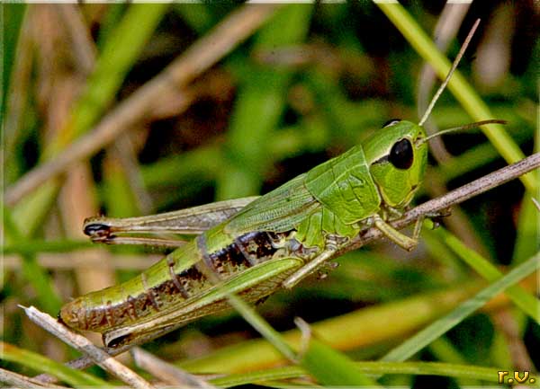  Chorthippus parallelus  Acrididae 