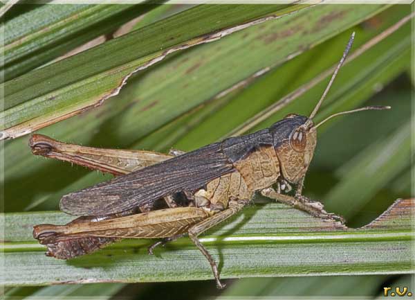  Gomphocerippus rufus  Acrididae 