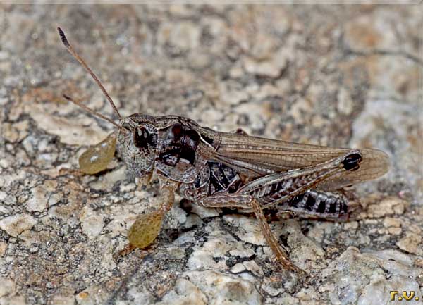  Gomphocerus sibiricus  Acrididae 