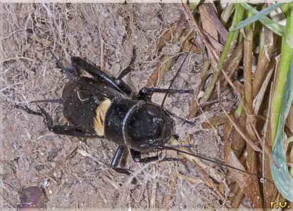 Grillo canterino Gryllus campestris  Gryllidae 