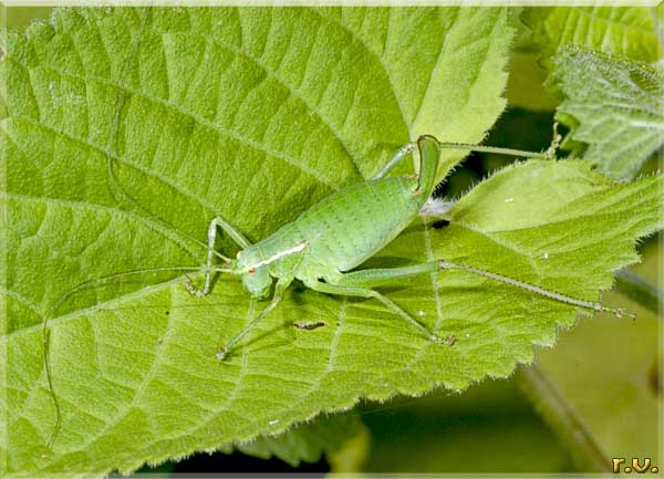 Barbitistes modesto Isophya modestior  Phaneropteridae 