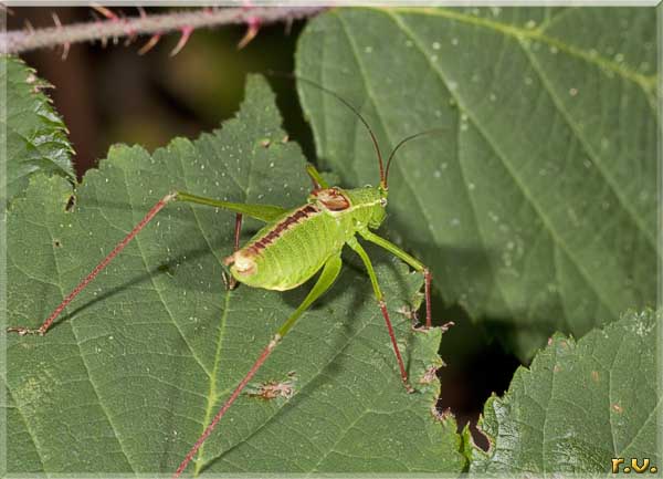 Lettofia Leptophyes laticauda  Phaneropteridae 